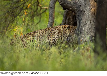 Wild Indian Male Leopard Or Panther Hanging Or Resting On Tree Trunk In Natural Monsoon Green Backgr