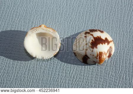 Seashell Of Bivalve Mollusc Decussate Bittersweet (glycymeris Decussata) On A Blue Background. Place