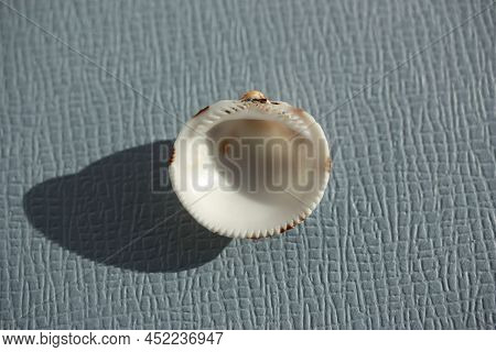 Seashell Of Bivalve Mollusc Decussate Bittersweet (glycymeris Decussata) On A Blue Background. Place
