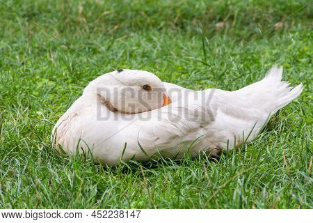 White Domestic Duck Sits In The Green Grass, Turning His Head Back
