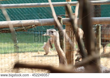 Rhea Brother Of The Ostrich Of South American Origin