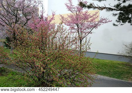 Flowering Currant, Redflower Currant, Red-flowering Currant, Or Red Currant Is A North American Spec