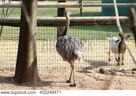 Rhea Brother Of The Ostrich Of South American Origin