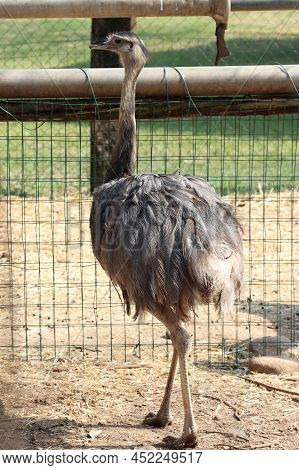 Rhea Brother Of The Ostrich Of South American Origin