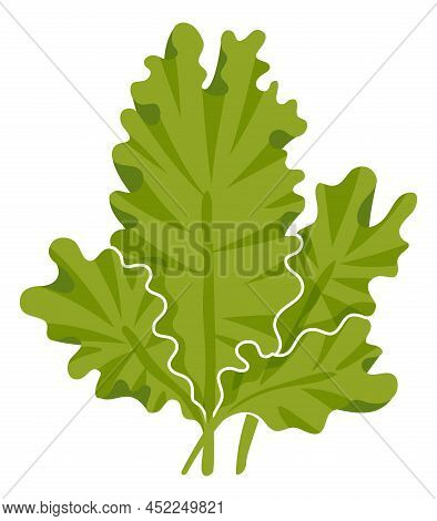 Sea Lettuce. Underwater Plant. Green Aquatic Seaweed