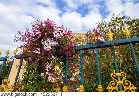 Multi-flowered Jasmine (jasminum Polyanthum) Blooms On The Background Of A Blue Fence