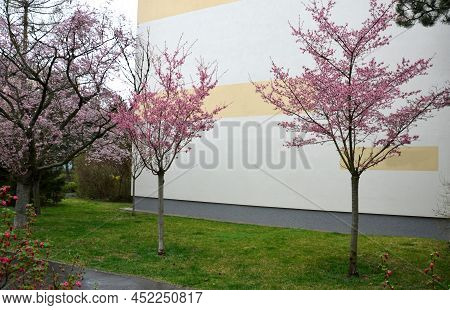 Flowering Currant, Redflower Currant, Red-flowering Currant, Or Red Currant Is A North American Spec
