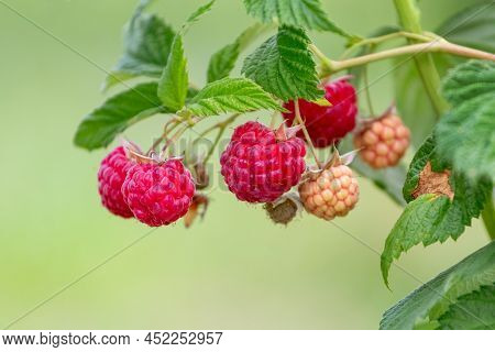 Red Ripe Raspberries In The Garden On The Bush. Growing Raspberries. Raspberry Harvest