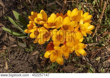 Dutch Yellow Crocus Flowers Or Crocus Flavus Growing Up In A City Park In Spring