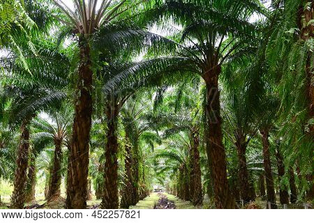 Oilpalm Trees In Garden, Oilpalm Is Used In Commercial Agriculture In The Production Of Palm Oil Whi