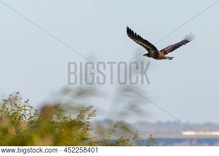 White-tailed Eagle, Haliaeetus Albicilla In A Flight.