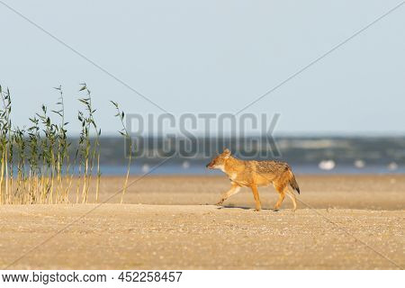 Wild Jackal Or Canis Mesomelas On Coast Of Lake.