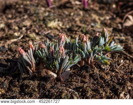 Close-up Of Rosy Purple Flower Buds Of The Corydalis Schanginii Appearing From The Ground In Early S
