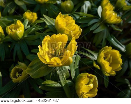 Macro Shot Of Yellow Winter Aconite (eranthis Hyemalis) 'flore Pleno', A Variation With Fully Double