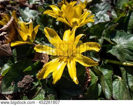 Macro Shot Of The Bright Yellow Spring-flowering Flower Ranunculus Kotchii 'lemonade' With Narrow Pe