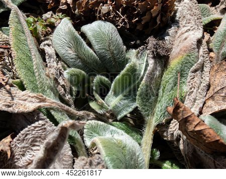 Macro Of Plant Lamb's Ear (stachys Byzantina) 'silver Carpet'. Evergreen Carpeting, Dense Mat Of Gre