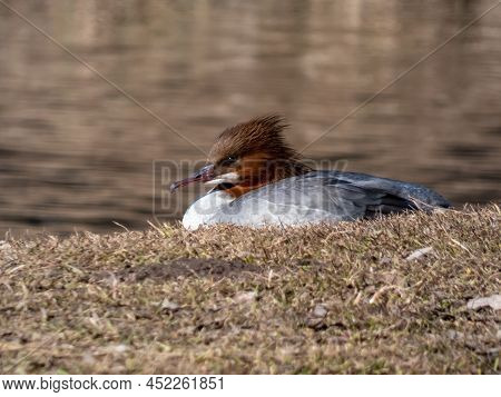 Close-up Shot Of The Female Of Goosander (common Merganser) (mergus Merganser) On The Bank Of A Lake