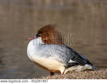 Close-up Shot Of The Female Of Goosander (common Merganser) (mergus Merganser) Standing On The Bank 