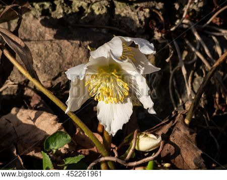 Close-up Of The White Christmas Rose Or Black Hellebore (helleborus Niger) 'stamm England' In Full B