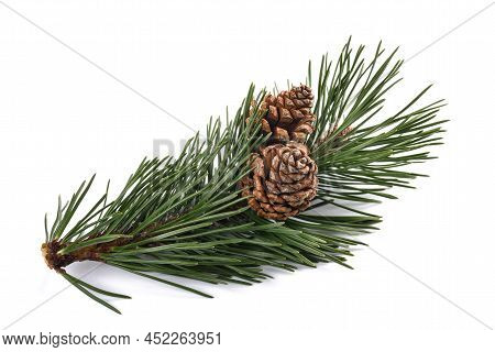 Mugo Pine Sprig With Cones  Isolated On White Background