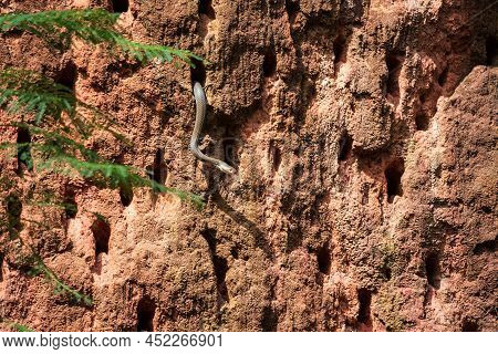 Olive Grass Snake Inspecting Bee Eater Nesting Cavities For Prey, Mlilwane Wildlife Sanctuary, Eswat