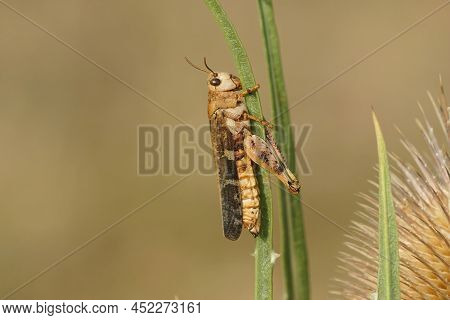 Closeup On A Dead Mediterranean Aiolopus Strepens, Hanging Dead Into The Dried Grass In Southern Fra
