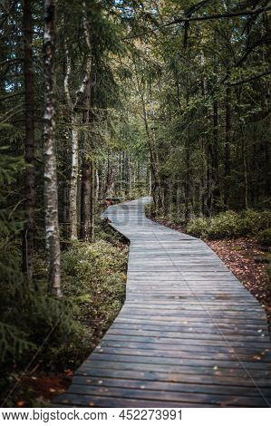 Walkway In The Forest