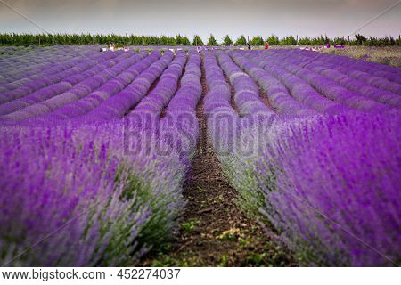 Levander Field