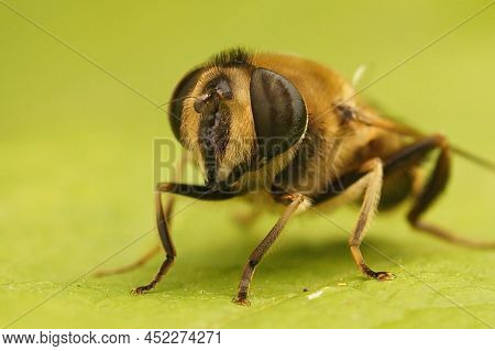 Frontal Closeup On A Common Drone Fly, Eristalis Tenax, Sitting On A Green Leaf In The Garden