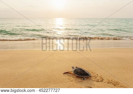 A Baby Green Sea Turtle Going To The Ocean For The First Time. Khao Lampi-hat Thai Mueang National P