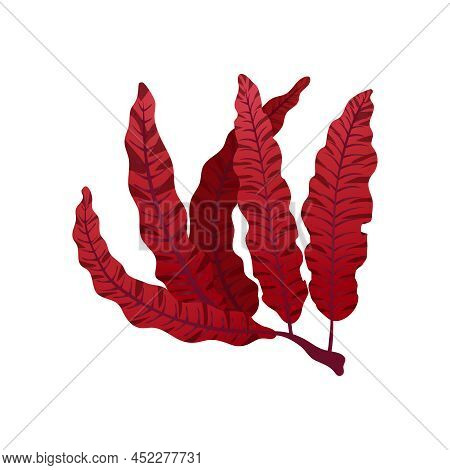 Red Delesseria Seaweed Leaves On White Background Flat Vector Illustration