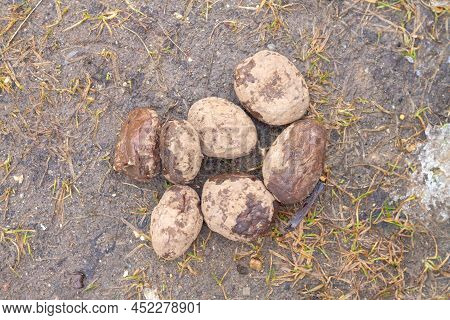 Rotten Frozen Potatoes Thrown To The Ground.