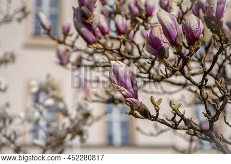 Blooming White Magnolia Tree In Zielona Góra, Poland, 04/03/2022. Bloom Season.