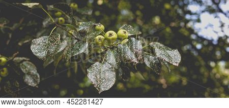 Wild Pear With Infected Leaves. Disease On The Leaves Of A Pear. Septoria Pear - Small Gray Spots Wi