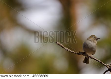 Tenerife Blue Chaffinch Fringilla Teydea. Female. Las Lajas. Vilaflor. Corona Forestal Natural Park.