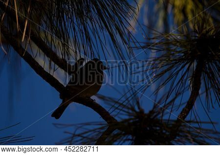 Tenerife Blue Chaffinch Fringilla Teydea. Las Lajas. Vilaflor. Corona Forestal Natural Park. Tenerif