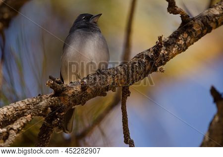 Tenerife Blue Chaffinch Fringilla Teydea. Male. Las Lajas. Vilaflor. Corona Forestal Natural Park. T