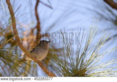 Tenerife Blue Chaffinch Fringilla Teydea. Female. Las Lajas. Vilaflor. Corona Forestal Natural Park.