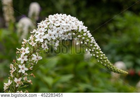 Close Up Of A Gooseneck Loosestrife (lysimachia Clethroides) Flower In Bloom