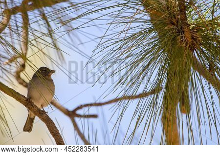 Tenerife Blue Chaffinch Fringilla Teydea. Las Lajas. Vilaflor. Corona Forestal Natural Park. Tenerif
