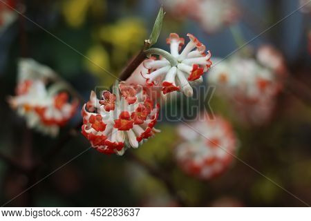 Close Up Of Orange Edgeworthia Shrub In Full Bloom In Spring Time
