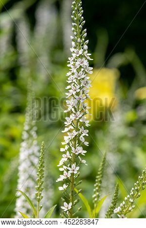 Gooseneck Loosestrife (lysimachia Clethroides)