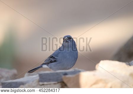 Tenerife Blue Chaffinch Fringilla Teydea. Male Drinking Water. Las Lajas. Vilaflor. Corona Forestal 