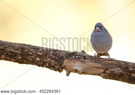 Tenerife Blue Chaffinch Fringilla Teydea. Male. Las Lajas. Vilaflor. Corona Forestal Natural Park. T
