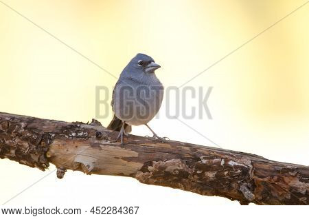 Tenerife Blue Chaffinch Fringilla Teydea. Male. Las Lajas. Vilaflor. Corona Forestal Natural Park. T