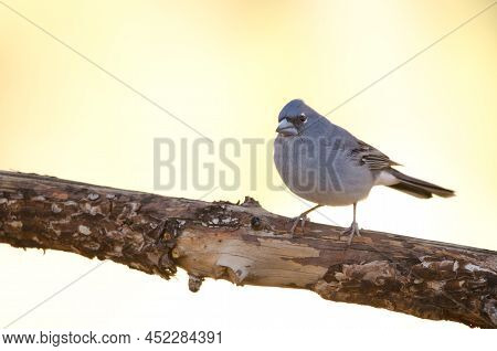 Tenerife Blue Chaffinch Fringilla Teydea. Male. Las Lajas. Vilaflor. Corona Forestal Natural Park. T