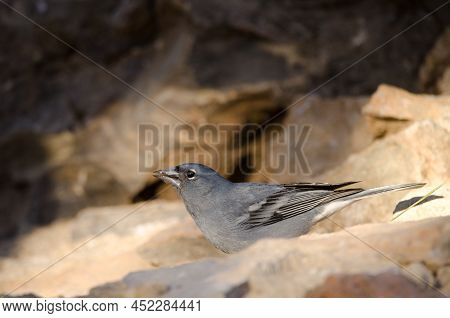 Tenerife Blue Chaffinch Fringilla Teydea. Male Drinking Water. Las Lajas. Vilaflor. Corona Forestal 