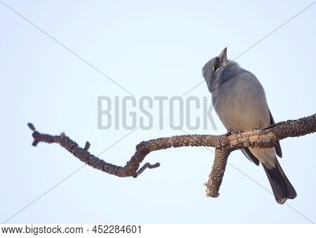 Tenerife Blue Chaffinch Fringilla Teydea. Male Looking Up. Las Lajas. Vilaflor. Corona Forestal Natu