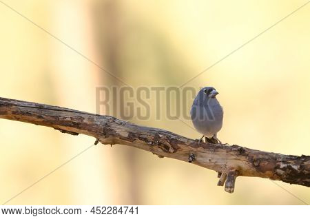 Tenerife Blue Chaffinch Fringilla Teydea. Male. Las Lajas. Vilaflor. Corona Forestal Natural Park. T