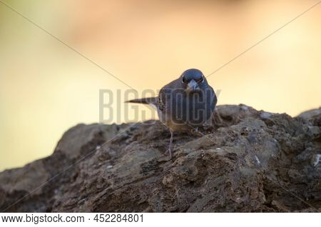 Tenerife Blue Chaffinch Fringilla Teydea. Male. Las Lajas. Vilaflor. Corona Forestal Natural Park. T